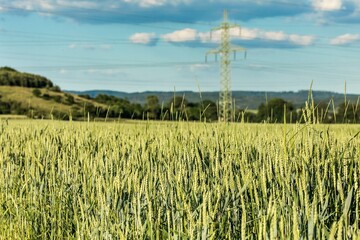Fields of green wheat in the Czech Republic - Europe. Growing corn. Agricultural farm. Food production.