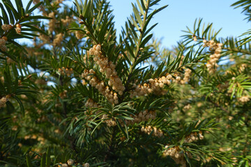 Closeup of male cones on branch of European yew in March