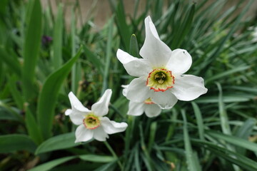 Close view of white flowers of narcissuses in May