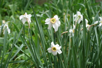 Simple white flowers of narcissus in May