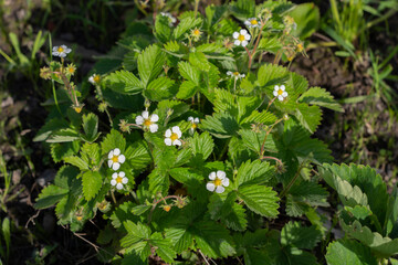 Strawberry bush garden. Active flowering and the first berries. Natural background. Agricultural concept.