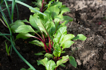Beet leaves close-up in the garden. Young green beet leaves with dew drops. Natural background. Agricultural concept.