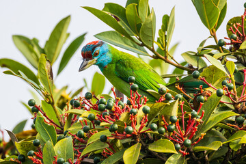 Blue-throated barbet  birds are looking for fruit for food on the tree.