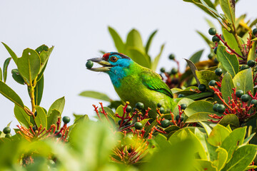 Blue-throated barbet  birds are looking for fruit for food on the tree.
