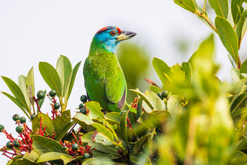 Blue-throated barbet  birds are looking for fruit for food on the tree.
