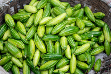 These are raw pointed gourd. Potol vegetable is a vine plant
