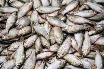 Rui and carp fish inside the water in a container