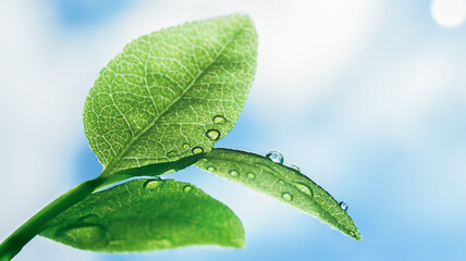 Green leaves with water drops against the blue sky.