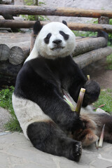 Naklejka premium Giant panda bear ( Ailuropoda melanoleuca) eating bamboo