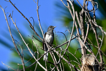 Oriental magpie robin on tree
