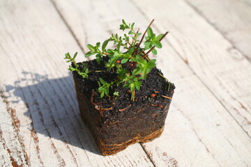 dziurawiec zwyczajny_hypericum perforatum