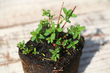 dziurawiec zwyczajny_hypericum perforatum