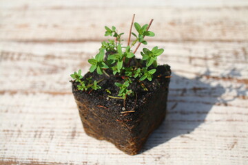 dziurawiec zwyczajny_hypericum perforatum