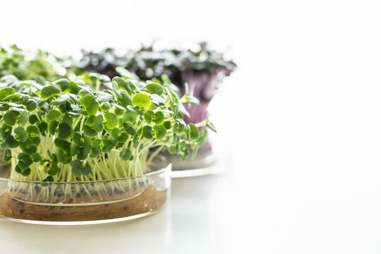 水耕栽培images Browse 1 587 Stock Photos Vectors And Video Adobe Stock