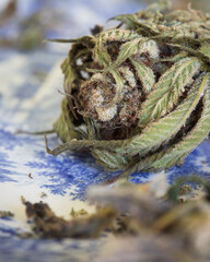 Cannabis buds dried and untrimmed 