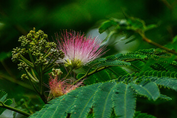 赤坂にある東京ミッドタウンに咲くネムノキの花