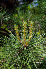 Pine tree brunch with young green sprouts. Close up. Perfect for bacground.