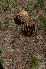 Pine cone fallen on ground. Top view.