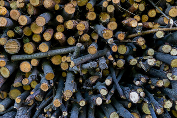 Pile of wood logs. Firewood ready for winter.