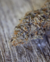 Cannabis buds dried, cured and trimmed against a light background