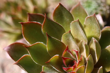 Sempervivum GELBER STERN_Rojnik Gelber Stern