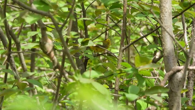 His colouring make the  Wilson Warbler hard to see as he dances around a tree