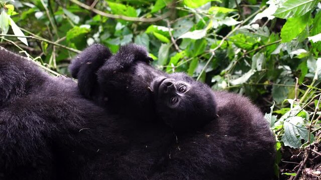 Outstanding wildlife watching scene of cute Gorilla baby resting on mother. Natural habitat of endangered species.