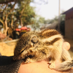 squirrel sleeping in hand