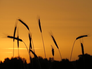 Getreide Abenddämmerung