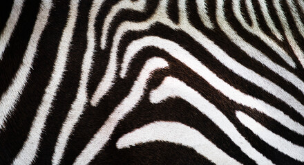 Fototapeta na wymiar Black and White Zebra Skin (background, texture)