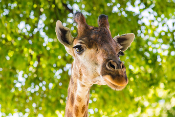 Giraffe in summer day, close up