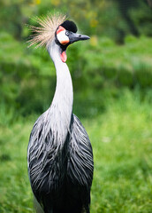 Birds. The grey crowned crane (Balearica regulorum)
