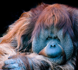 Animals. Orangutan against black background, close up