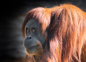 Animals. Orangutan against black background, close up © E.O.