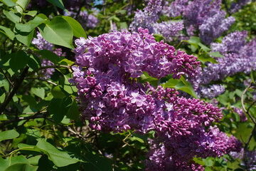 Obraz premium A flowering branch of lilacs growing horizontally. Lilac, purple and pink flowers on syringa.