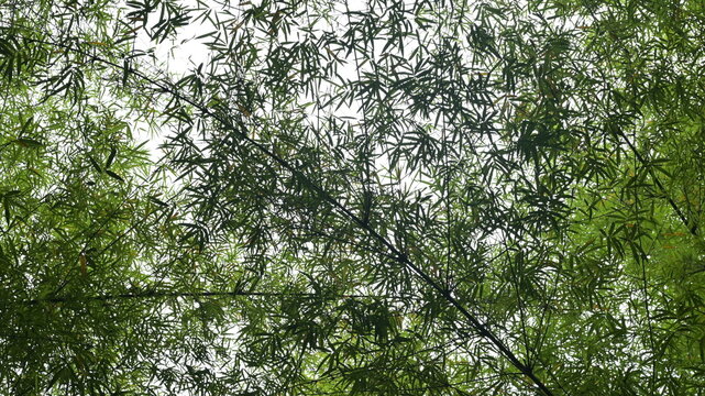 green leaves from bamboo trees in the forest