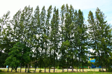 Pinus or pine trees in garden.