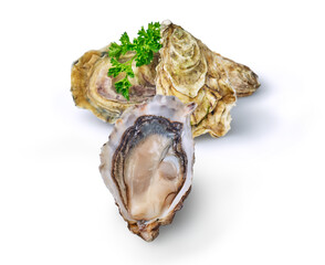 Open fresh raw oyster clams isolated and ready to eat