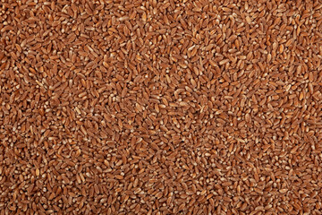 Uncooked whole spelt grain, close-up. Textured food background, top view