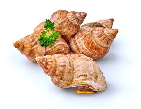 whelk with shellfish isolated on white background