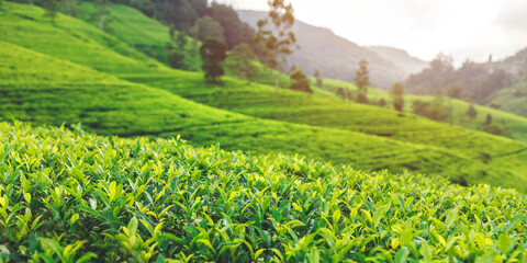 Inspiring landscape of green tea plantation in up country near Nuwara Eliya, Sri Lanka. High quality photo. Green tea field for background and banner - obrazy, fototapety, plakaty