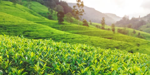 Selbstklebende Fototapeten Inspiring landscape of green tea plantation in up country near Nuwara Eliya, Sri Lanka. High quality photo. Green tea field for background and banner © Buyanskyy Production