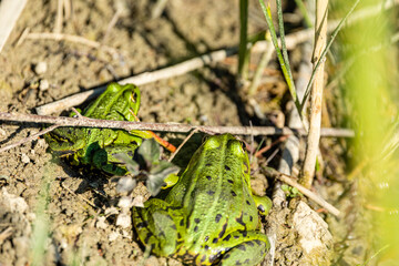 zielone żaby na brzegu sadzawki
