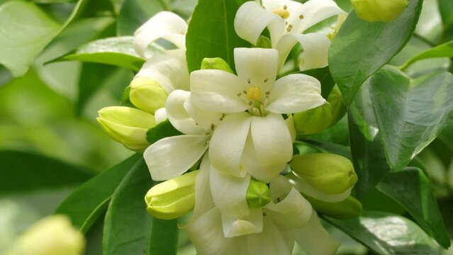 Closeup of Beautiful white murraya paniculata flowers blooming in garden. lush foliage natural background.