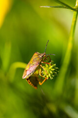 owady na trawie