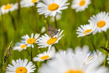 Motyl siedzący na rumianku