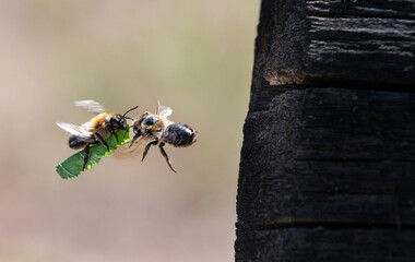 Flugbegegnung der Blattschneidebienen