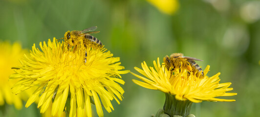 bees (Apis mellifera) on a yellow dandelion