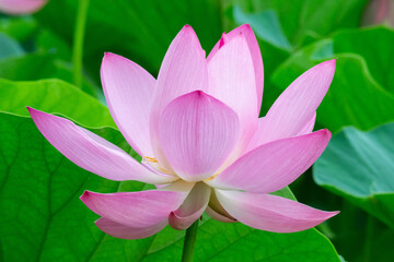 真っ直ぐに立つ真横から見た蓮の花