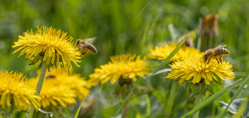 bees (Apis mellifera) on a yellow dandelion